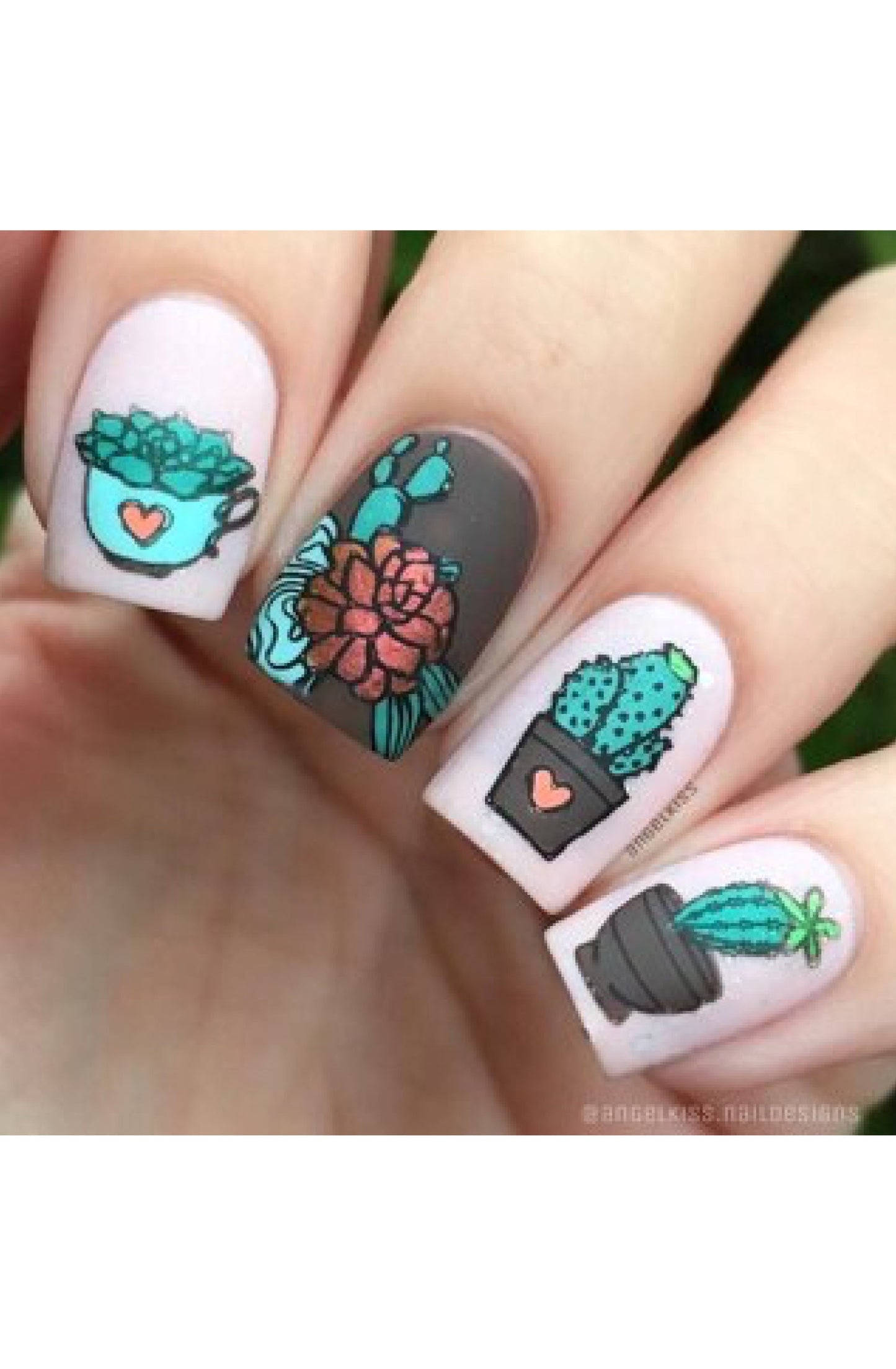 Succulents