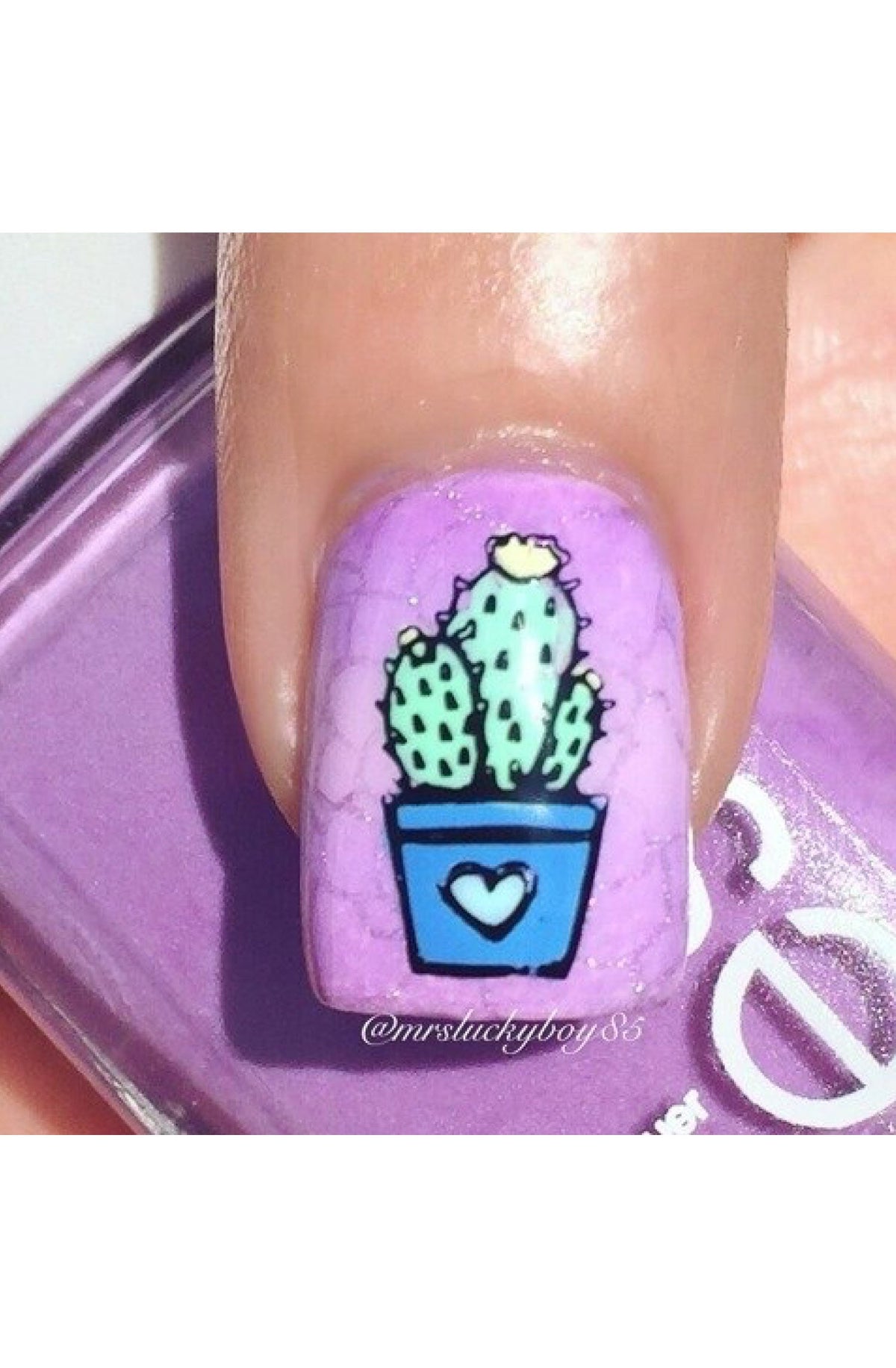 Succulents