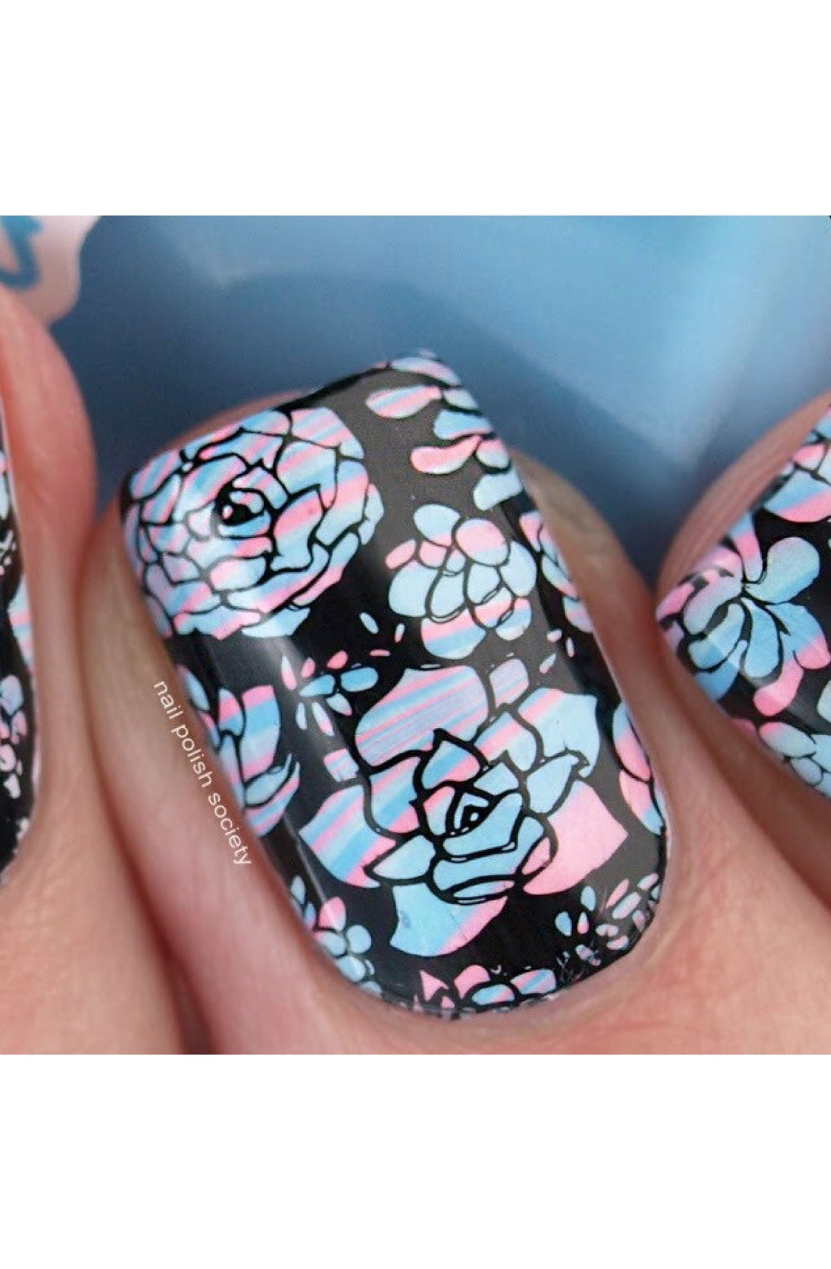 Succulents