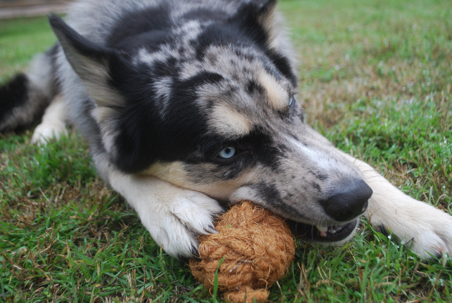 Coconut Husk Toys