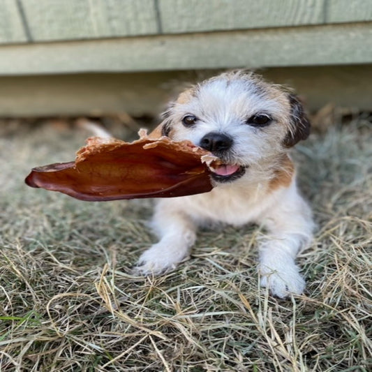 Pig Ear