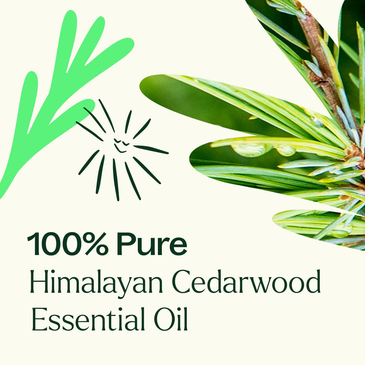 Aceite esencial de cedro del Himalaya