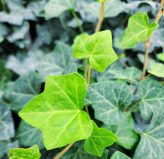 Bougie de soja Arctic Ivy – Parfum frais et vivifiant | Mam Jam’s