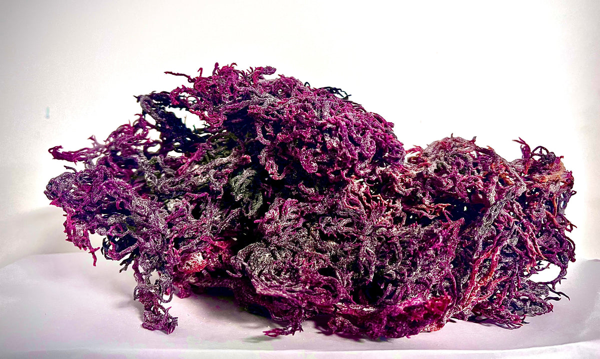 Musgo marino morado crudo, orgánico, de recolección silvestre y certificado puro