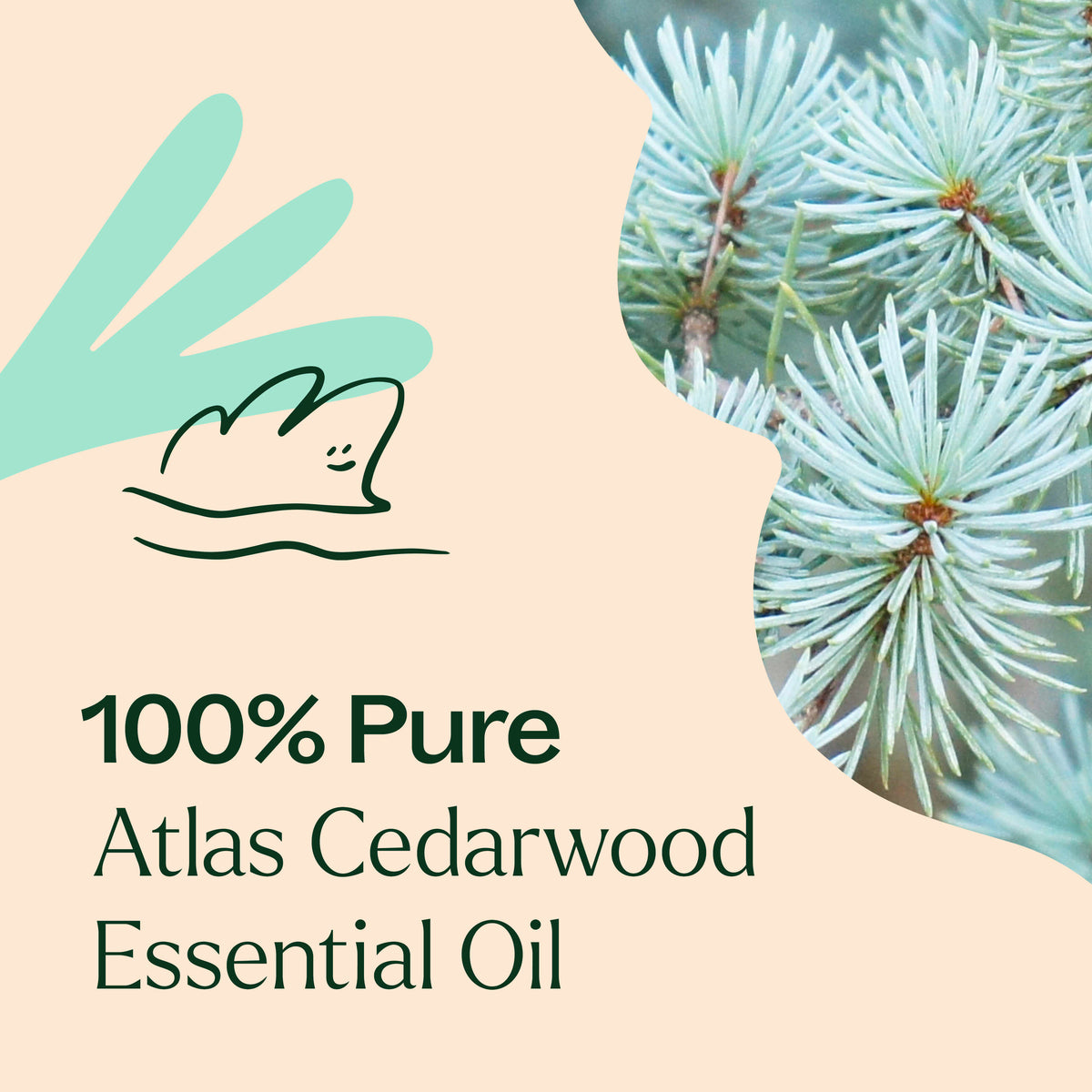 Organic Atlas Cedarwood Essential Oil