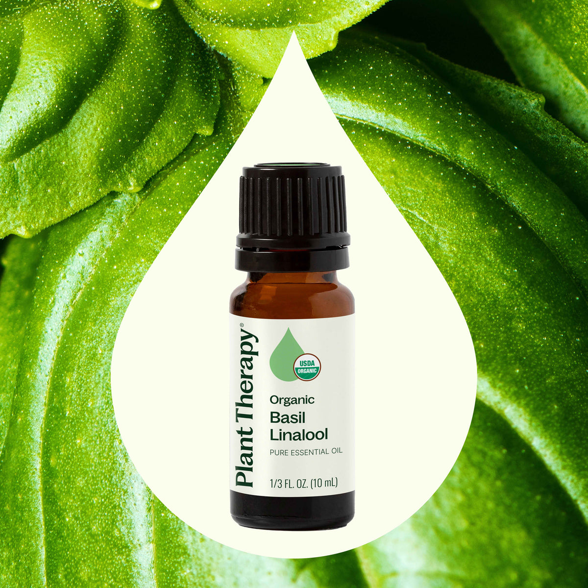 Aceite esencial de albahaca linalol orgánico