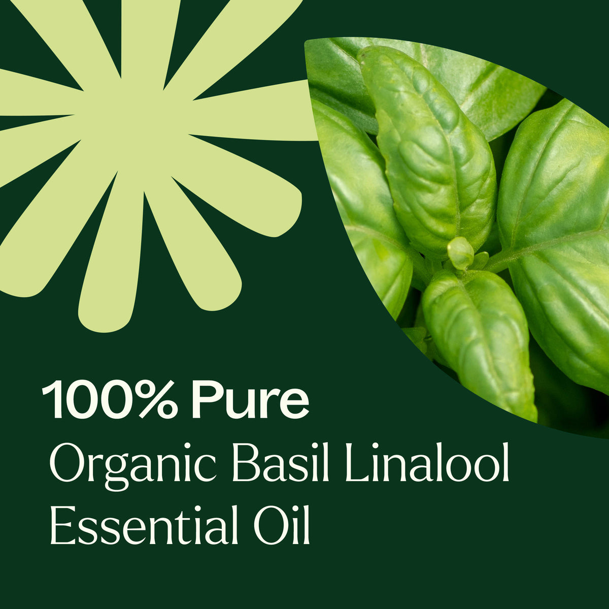 Aceite esencial de albahaca linalol orgánico