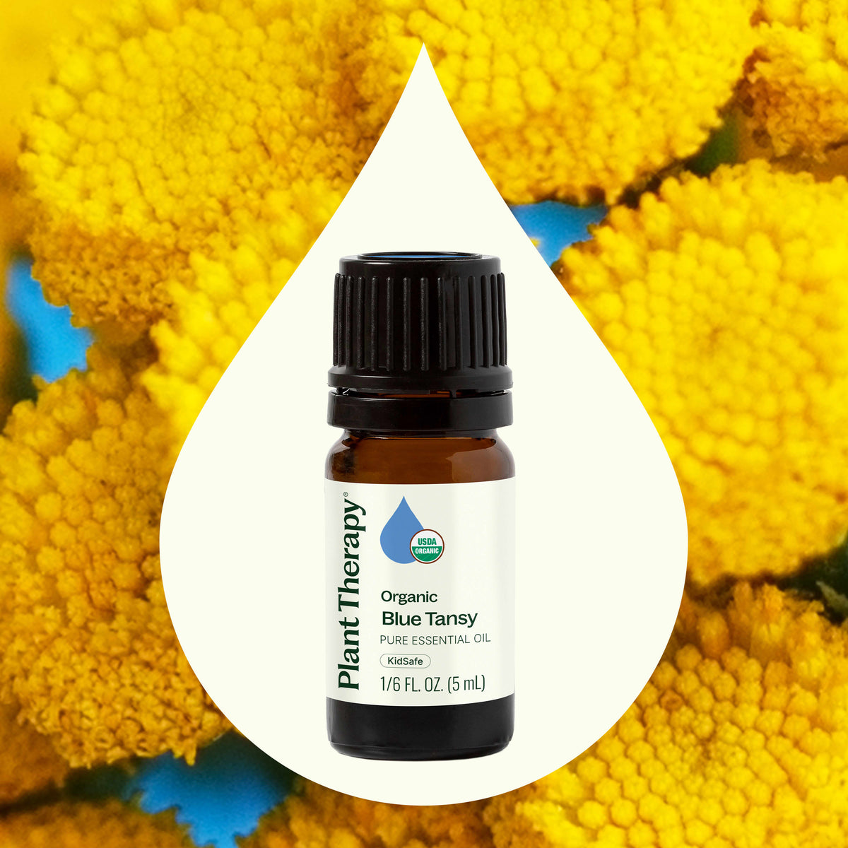 Aceite esencial de tanaceto azul orgánico