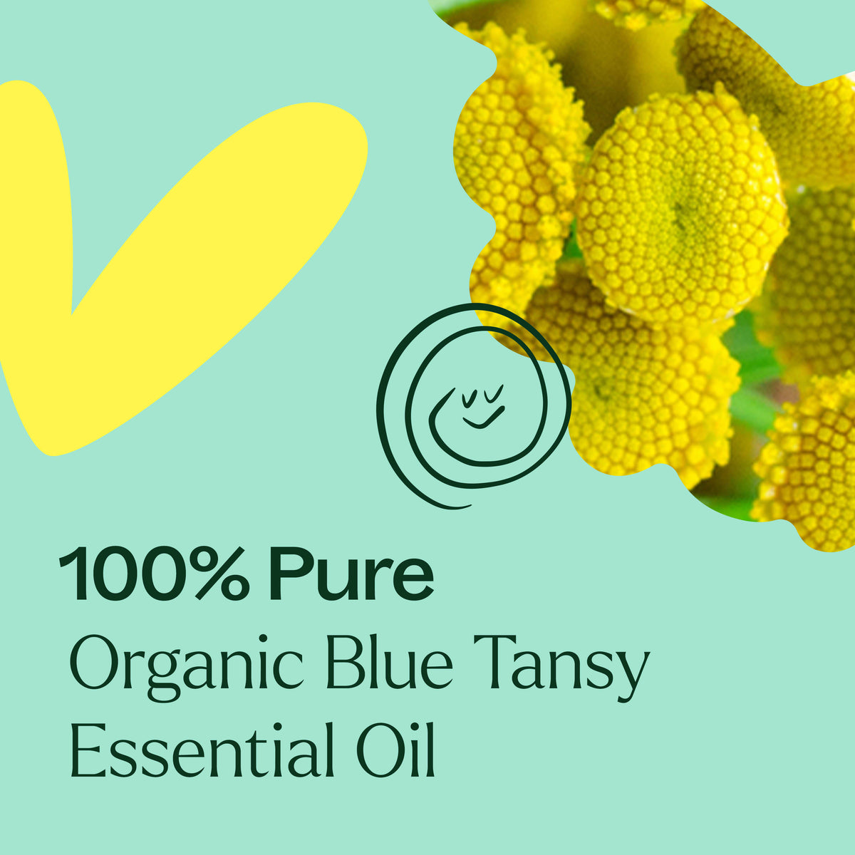 Aceite esencial de tanaceto azul orgánico