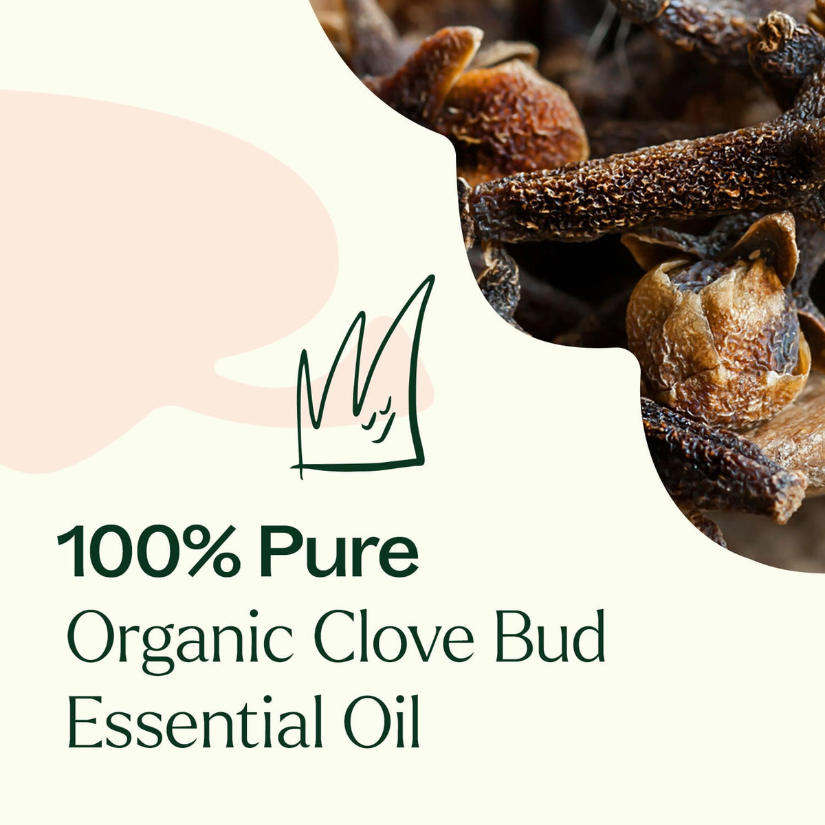 Aceite esencial de clavo orgánico