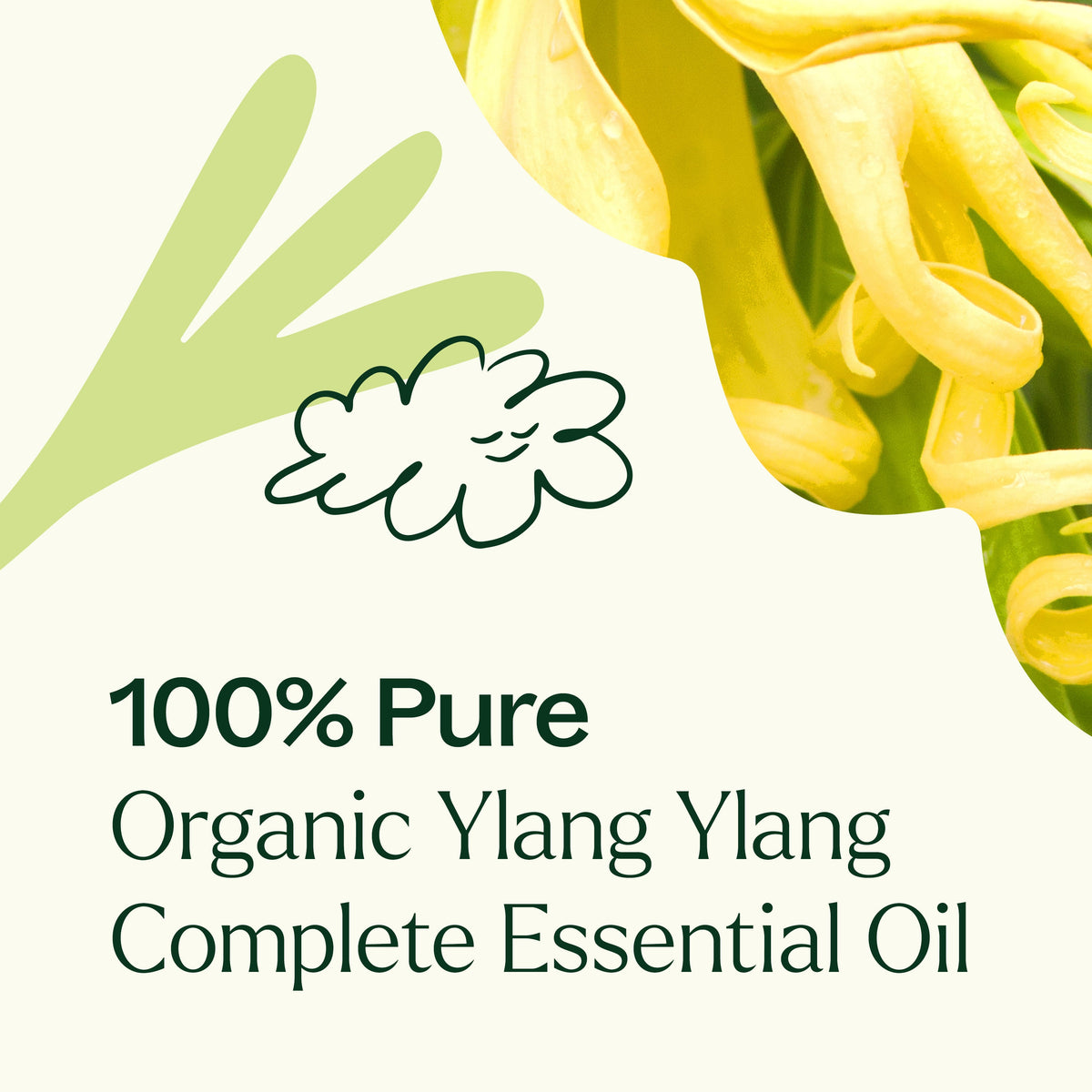 Aceite esencial completo de Ylang Ylang orgánico