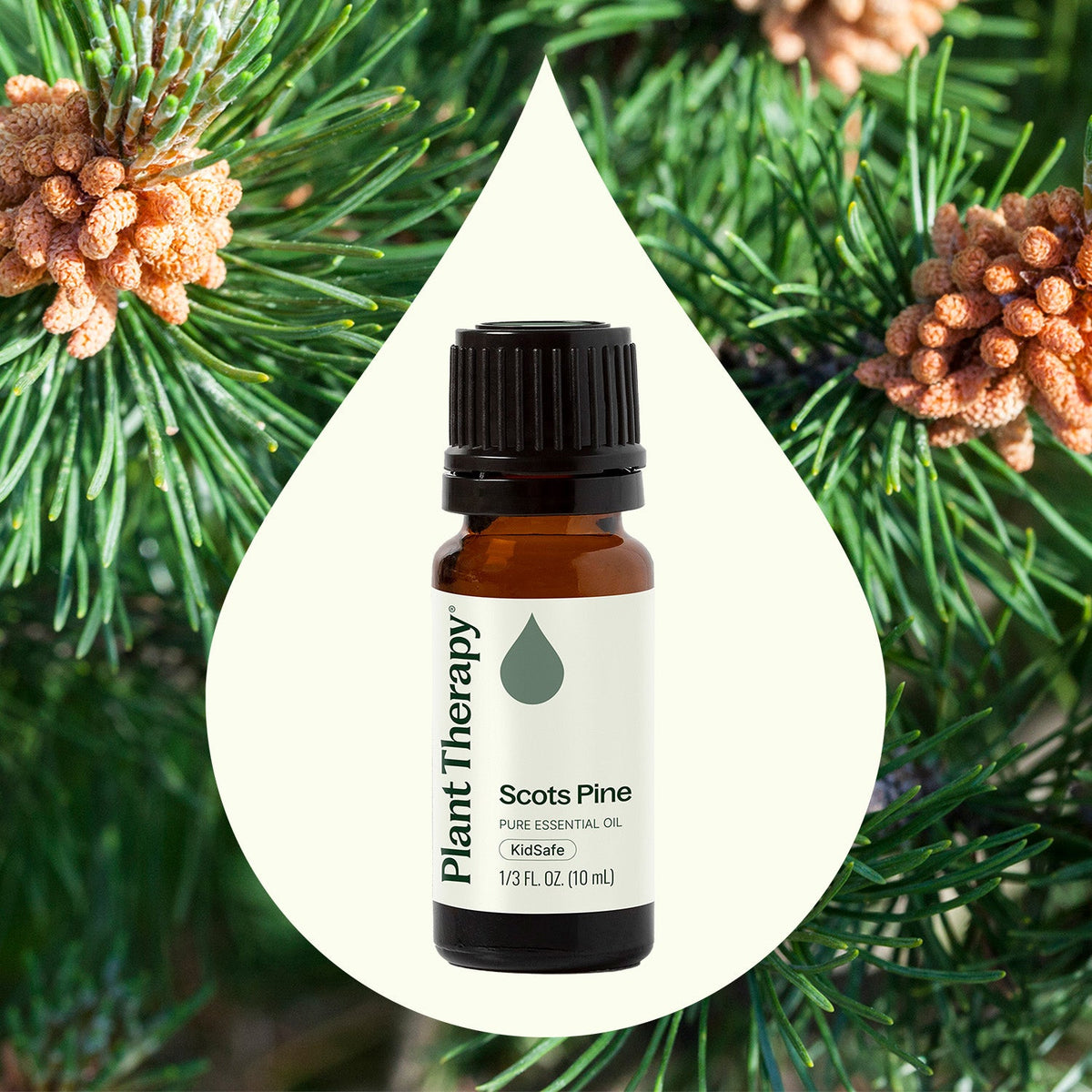 Aceite esencial de pino silvestre