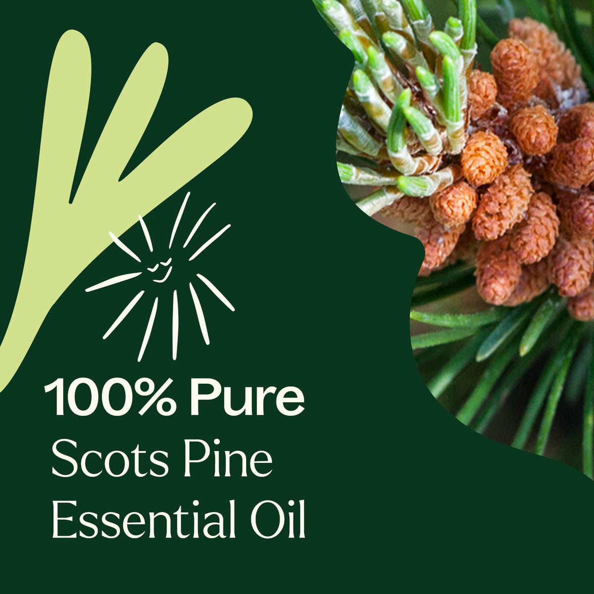 Aceite esencial de pino silvestre