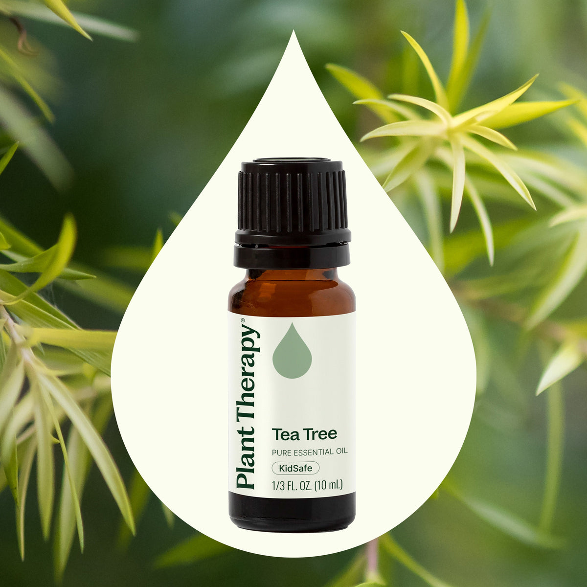 Aceite esencial de árbol de té