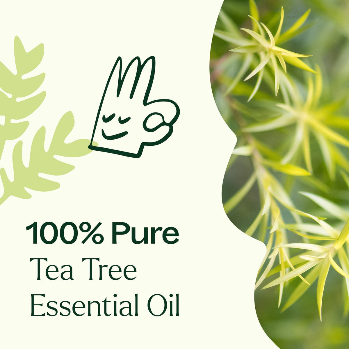 Aceite esencial de árbol de té