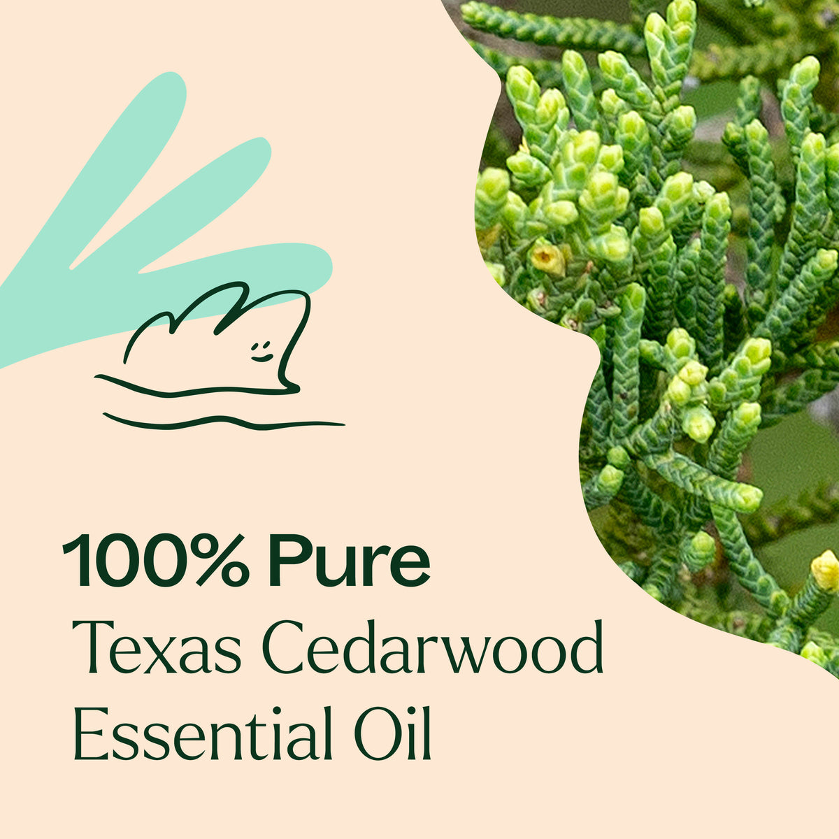 Texas Cedarwood Essential Oil