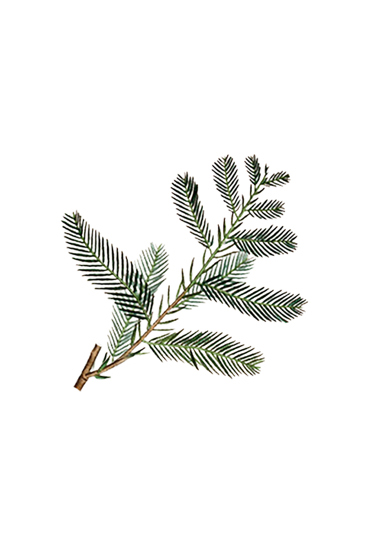 Cypress Essential Oil