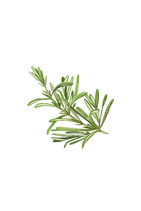 Rosemary Essential Oil