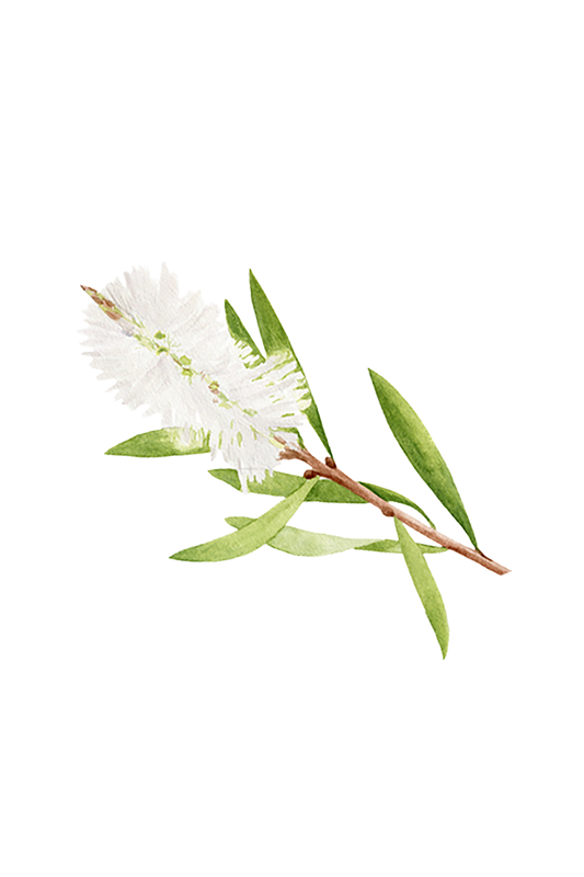 Tea Tree Essential Oil