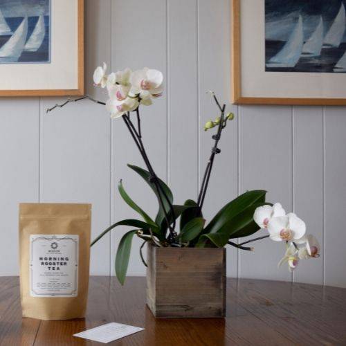 Morning Rooster Tea: Herbal Blend for Male Reproductive Health
