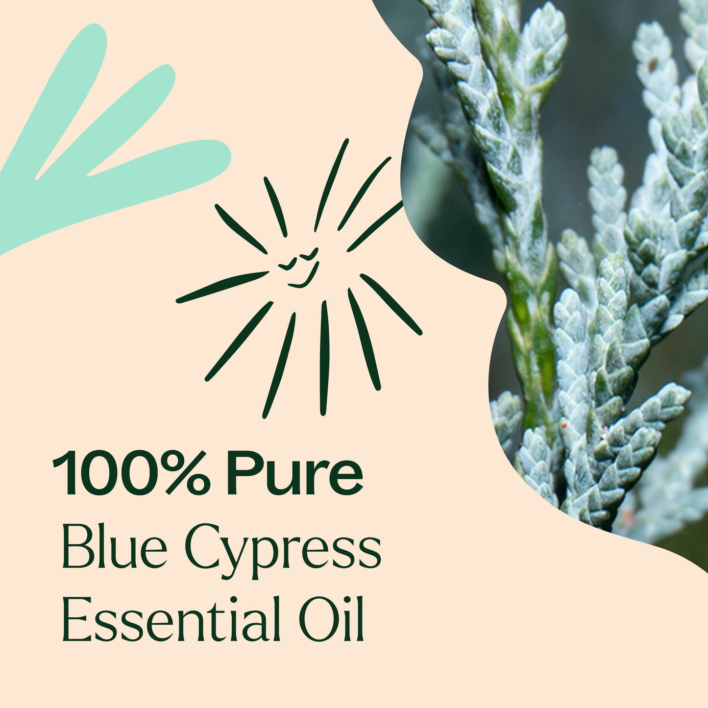 Aceite esencial de ciprés azul