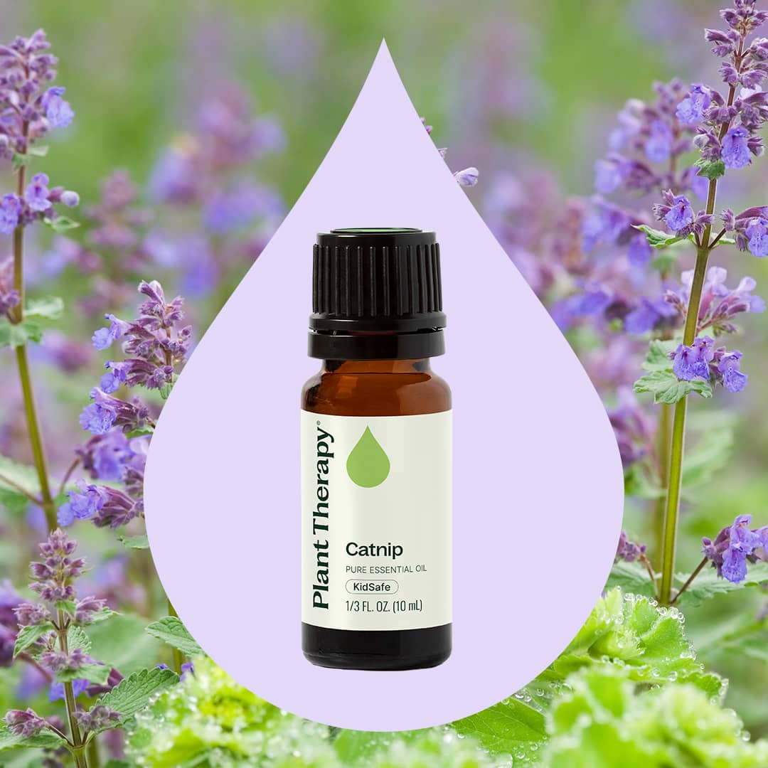 Aceite esencial de hierba gatera