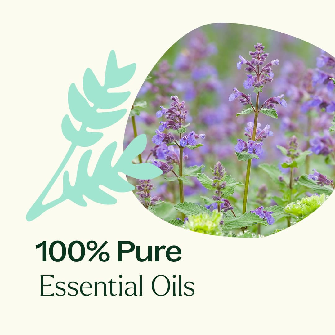 Aceite esencial de hierba gatera