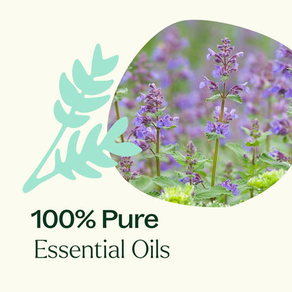 Aceite esencial de hierba gatera