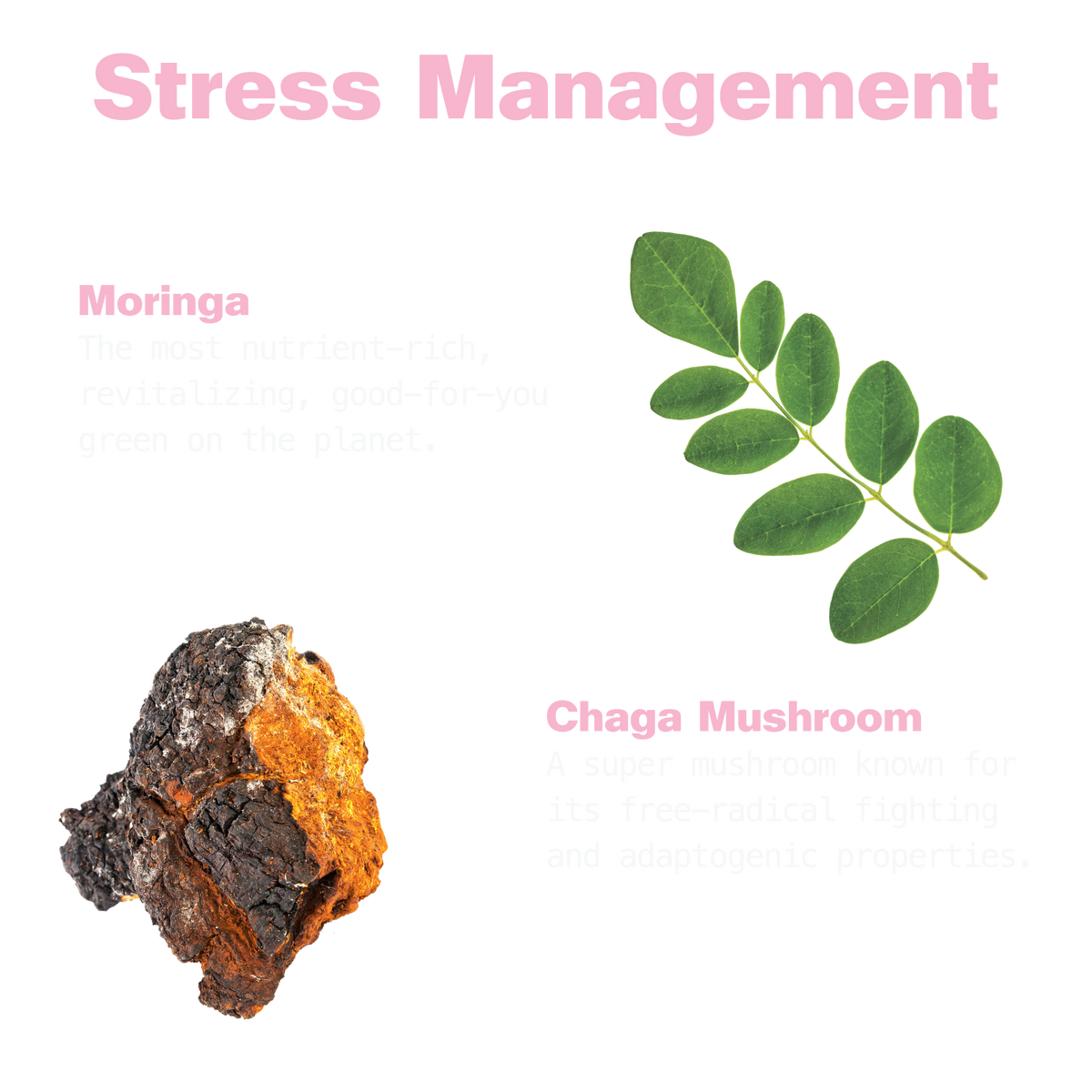 Chaga & Moringa Gummies for Balance