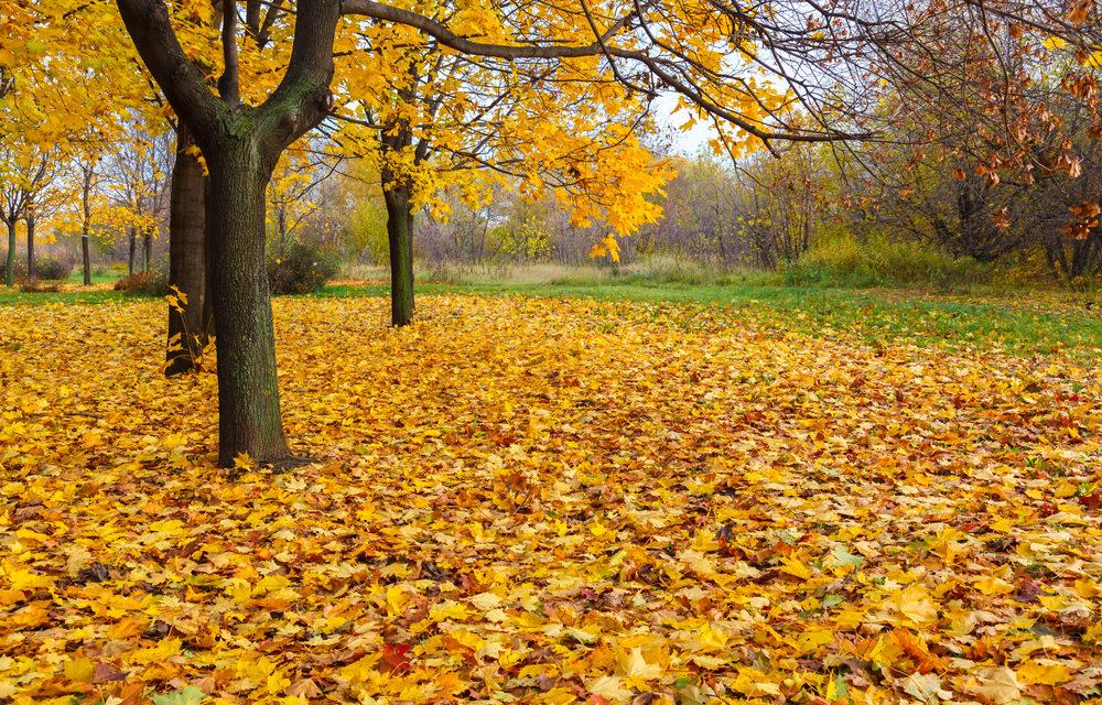 Fallen Leaves Soy Candle – Warm & Earthy Autumn Scent | Mam Jam’s