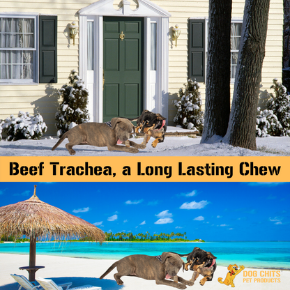 Beef Trachea Dog Treats - 12 Inch, 4 Pack