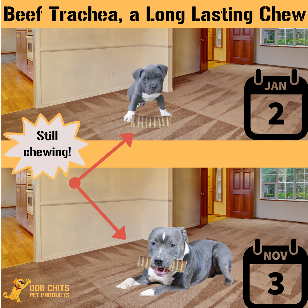 Trachées de bœuf pour chiens, 8 morceaux de 15 cm