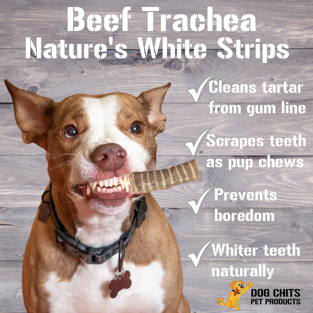 Trachées de bœuf pour chiens, 8 morceaux de 15 cm