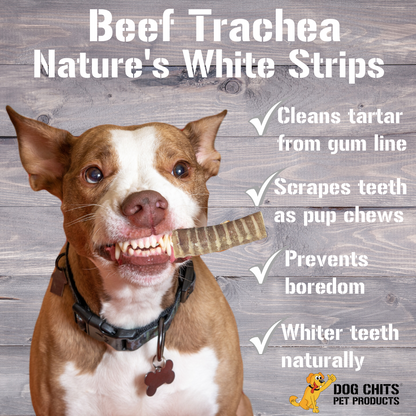 Trachées de bœuf pour chiens, 8 morceaux de 15 cm