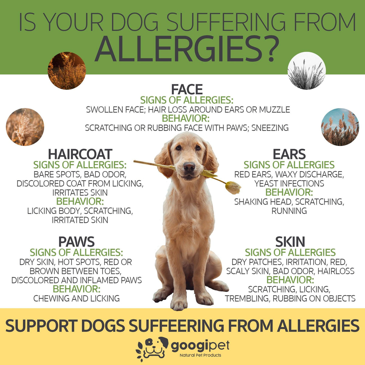 Friandises à Mâcher pour Chiens (Goût Beurre de Cacahuète) – Soutien Allergies & Immunité