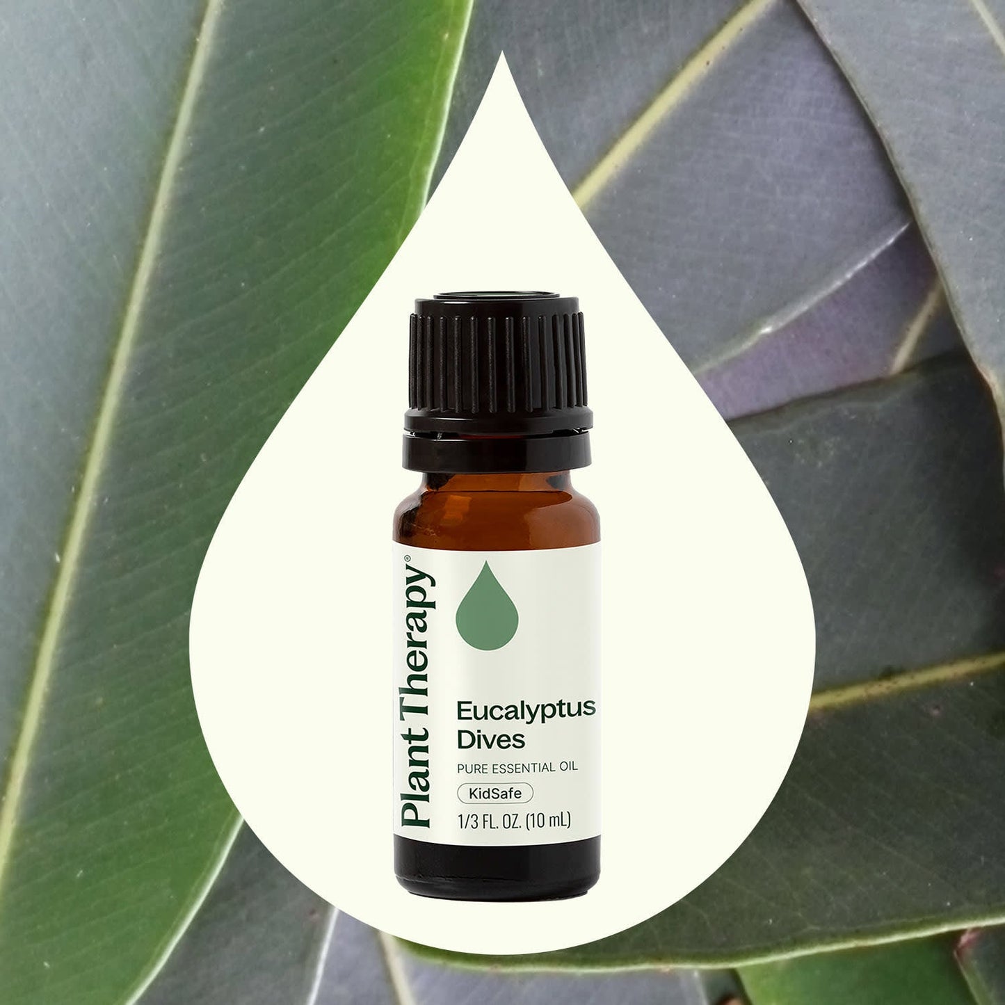Eucalyptus Dives Essential Oil