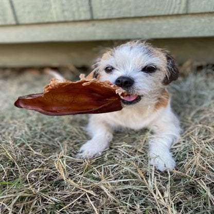Pig Ear