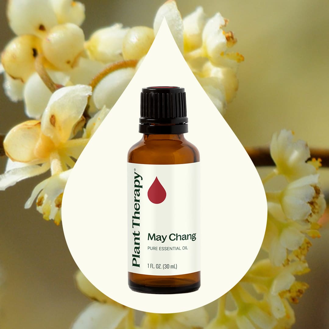 Aceite esencial de May Chang