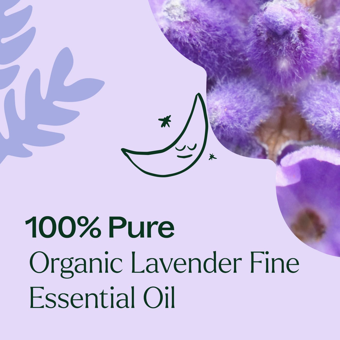 Aceite esencial fino de lavanda orgánica