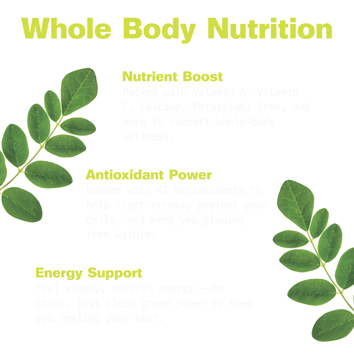 Pure Moringa Powder for Energy