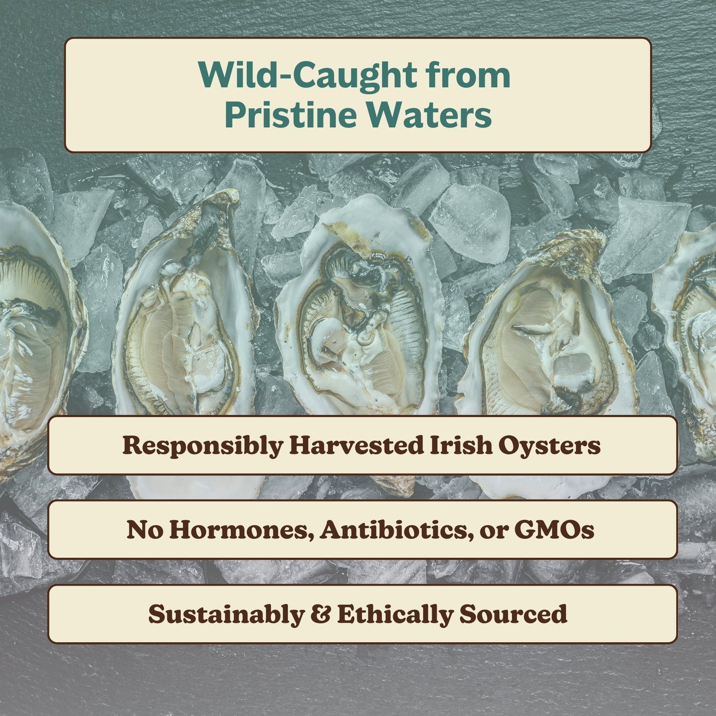 Oyster Extract