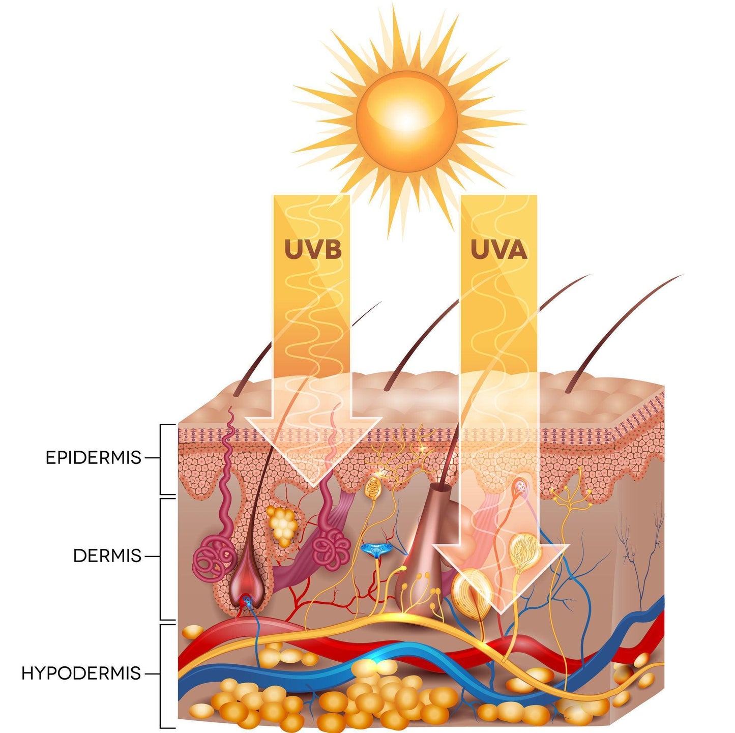 Crème Hydratante Visage Habaek Protection Solaire SPF50 | Peptides | Niacinamide