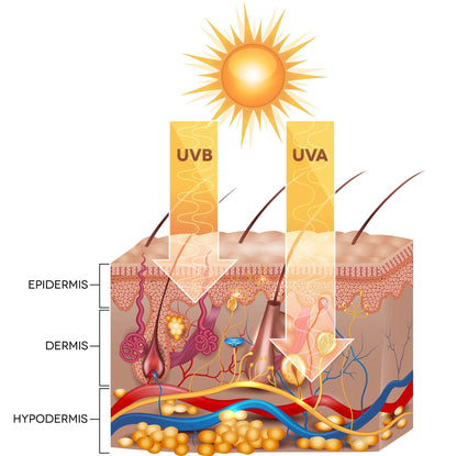 Crème Hydratante Visage Habaek Protection Solaire SPF50 | Peptides | Niacinamide