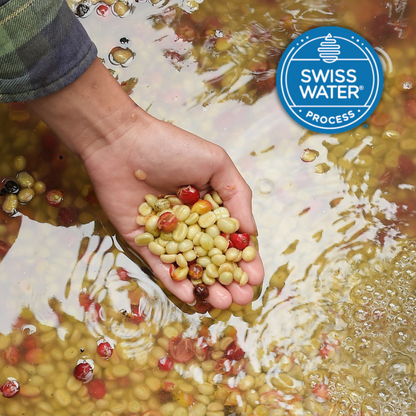Lil' Red | Café descafeinado de origen único | Colombia | Proceso de agua suizo descafeinado