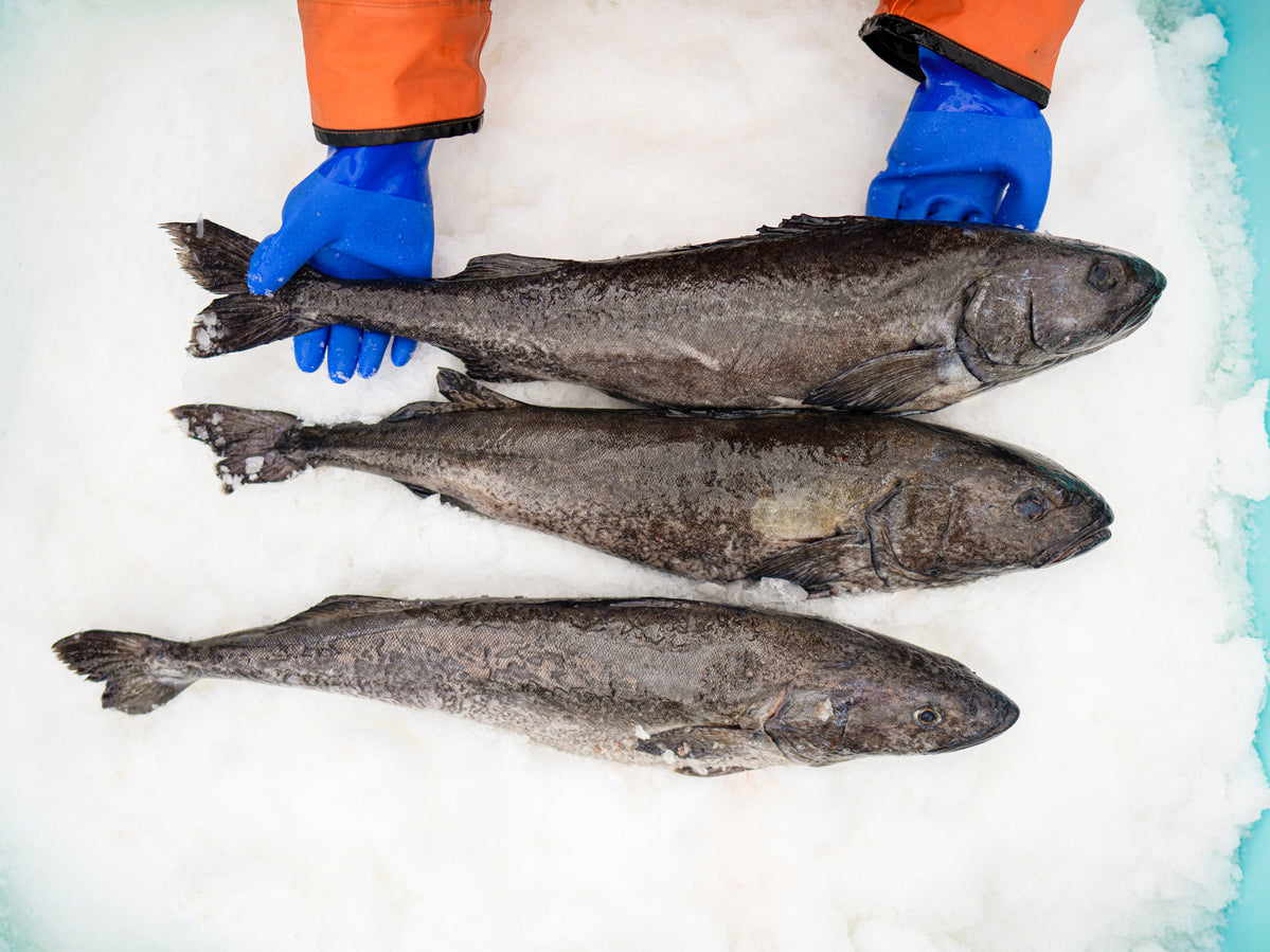 Wild Alaskan Black Cod