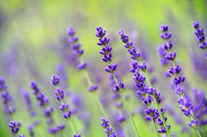 Brightening Essence | Daily Health & Beauty
