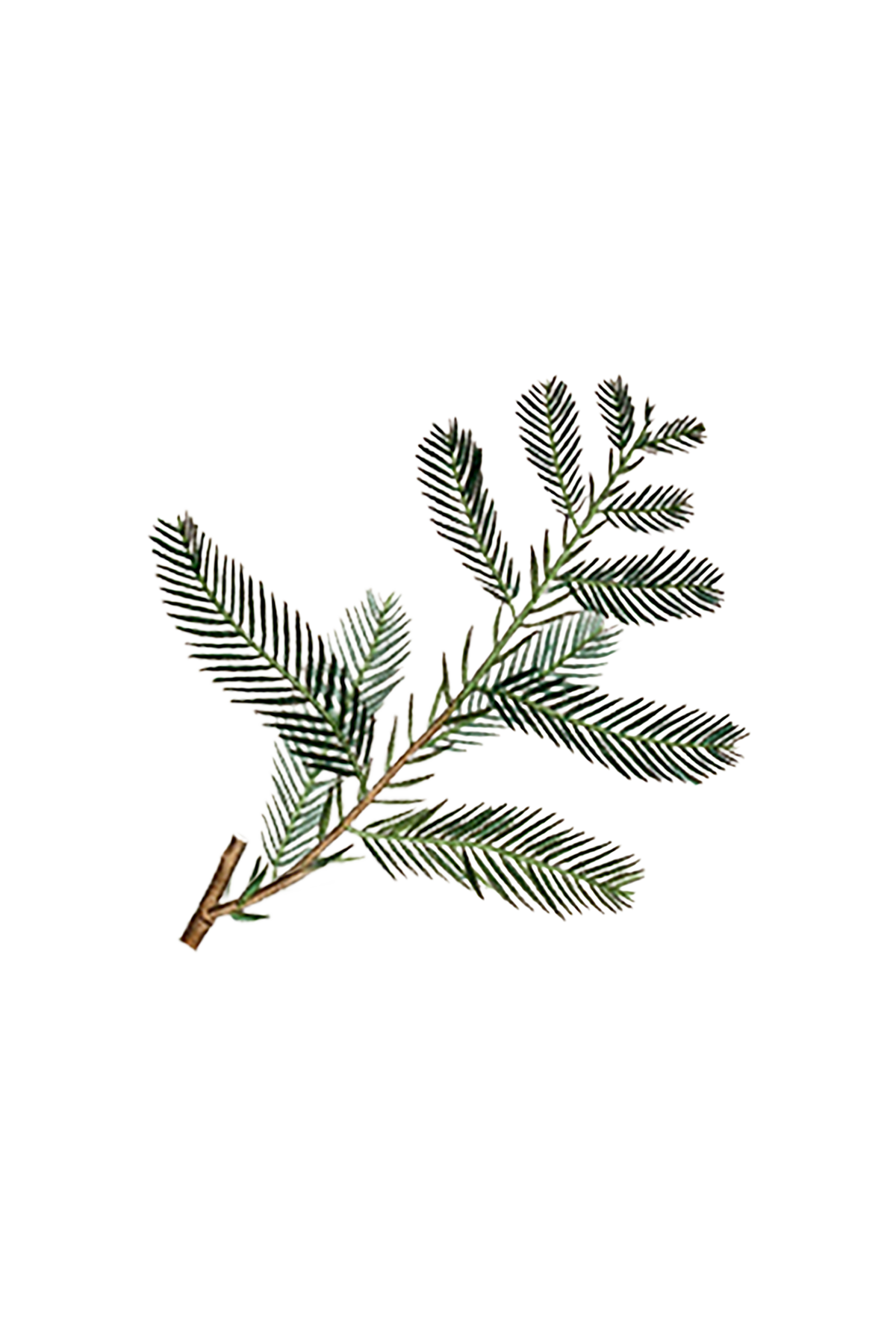 Cypress Essential Oil