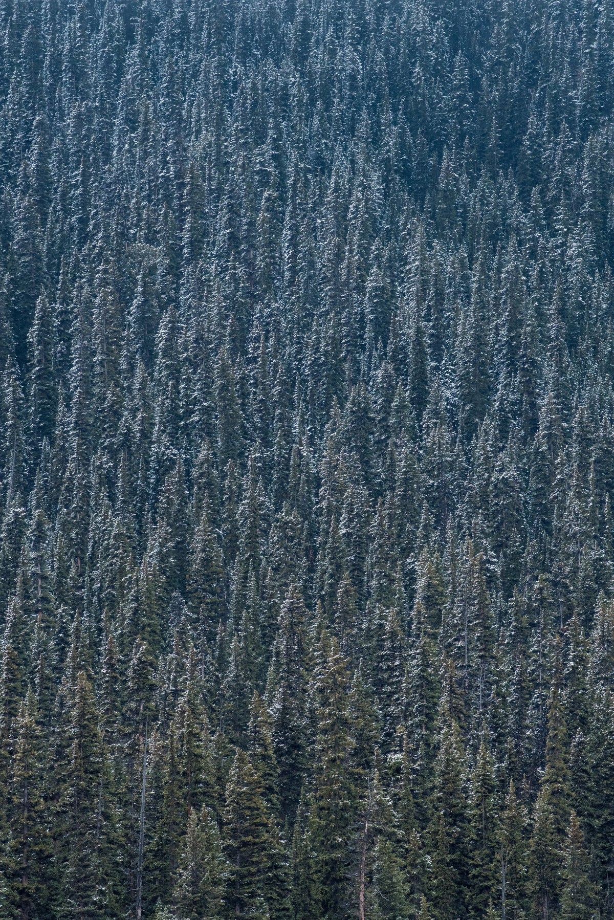 Colorado Blue Spruce