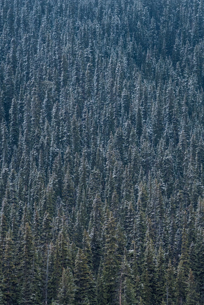 Colorado Blue Spruce