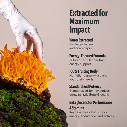 Extracto de hongo Cordyceps en polvo